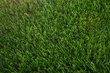 Artificial grass background with sunshine. Industrial grass.