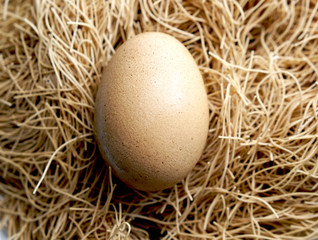 closeup egg on nest background