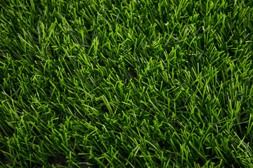 Artificial grass background. Eco grass