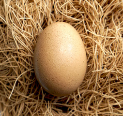 closeup egg and nest brown background