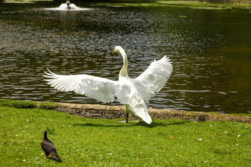 White swan