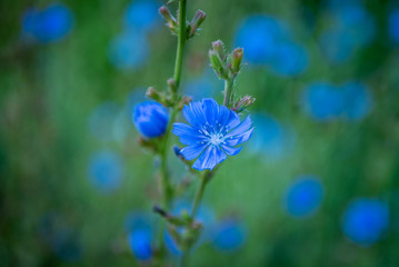 Wegwarte Nahaufnahme