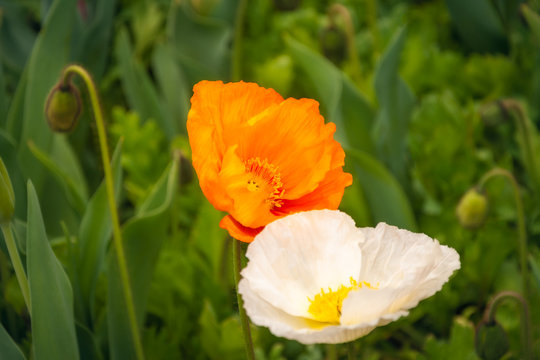 Orange and White Poppies at the Floriade Festival of Spring in Canberra, Australia.