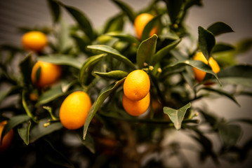 kumquatbäumchen in der Nahaufnahme