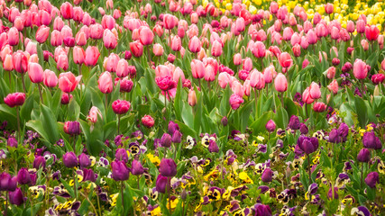 Purple and pink tulips in Canberra at Floriade, the Spring Festival.