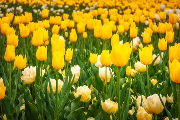 Yellow and white tulips at the Spring Festival in Canberra, Australia.