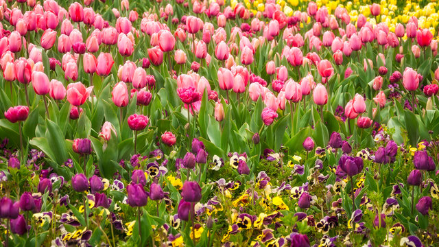 Purple and pink tulips in Canberra at Floriade, the Spring Festival.