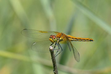 Yellow-winged darter (Sympetrum flaveolum)  sitting on a stick