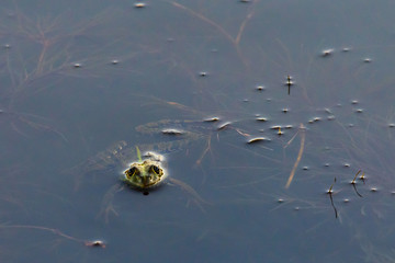 Frog sits in water close