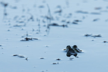 Frog sits in water close