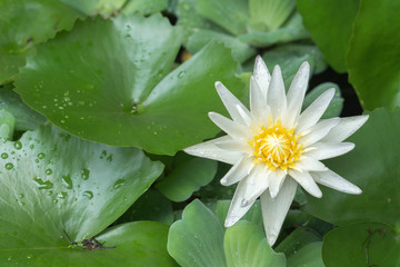 Photo of white lotus blooming