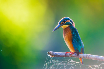 Common European Kingfisher or Alcedo atthis perched on a stick above the river and hunting for fish