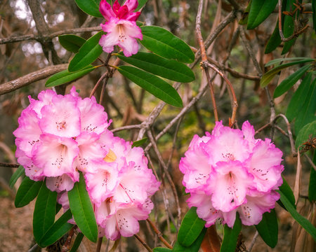 Pink Rhododendron Flowers in Canberra, Australia