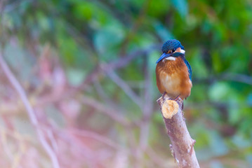 Common European Kingfisher or Alcedo atthis perched on a stick above the river and hunting for fish