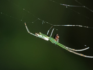 Macro Photography of Colorful Spider on Web with Prey Isolated on Blurry Background
