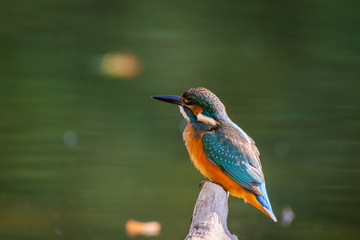 Common European Kingfisher or Alcedo atthis perched on a stick above the river and hunting for fish