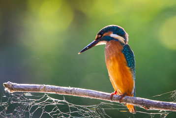 Common European Kingfisher or Alcedo atthis perched on a stick above the river and hunting for fish