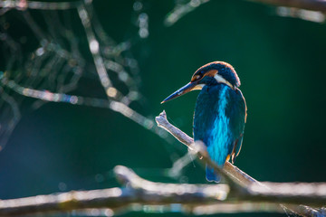 Common European Kingfisher or Alcedo atthis perched on a stick above the river and hunting for fish