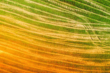 Abstract natural background. Aerial view of geometric wheat fields. Gradient orange green colored
