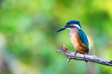Kingfisher or Alcedo atthis perches on branch