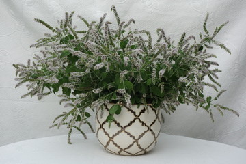 Mint flowers in the vase.