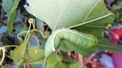 oleander hawk moth caterpillar