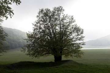 trees in spring on "Partenio" park italy