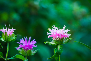 Crimson beebalm (Monarda) growing in the garden. Shallow depth of field.