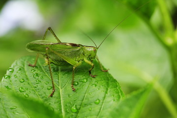 Fototapeta premium バッタ