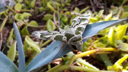 oleander hawk moth butterfly