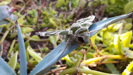 oleander hawk moth butterfly