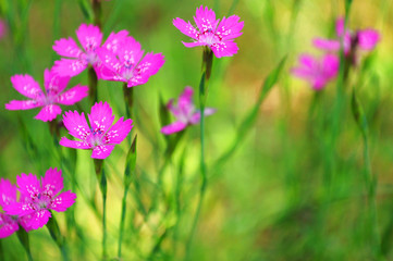 beautiful pink flowers