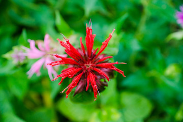 Crimson beebalm (Monarda) growing in the garden. Shallow depth of field.