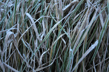 Background and texture with dry grass
