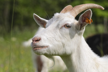goat in the small farm