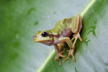 European tree frog sitting on green leaf