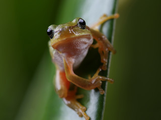 European tree frog sitting on green leaf