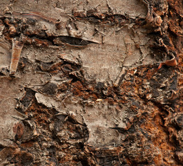 Old tree bark