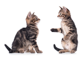 Serious cute kittens