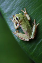 Small tree frog is sitting on green leaf