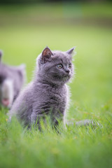 Naklejka na ściany i meble Cute kitten playing on the grass