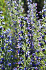 Stem and flowers of Echium vulgare