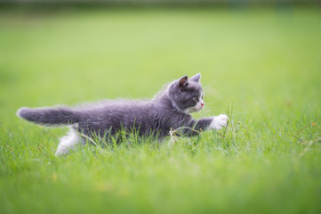 Cute kitten playing on the grass