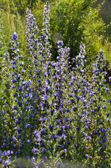 Stem and flowers of Echium vulgare