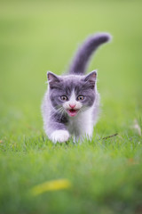 Cute kitten playing on the grass