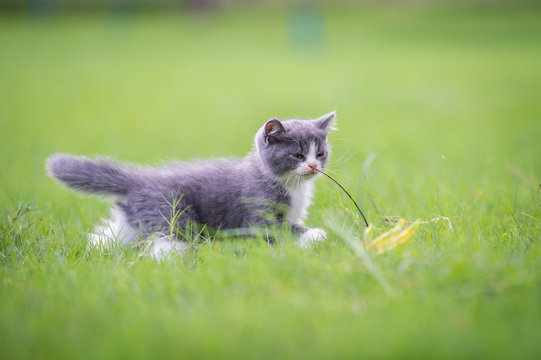 Cute kitten playing on the grass
