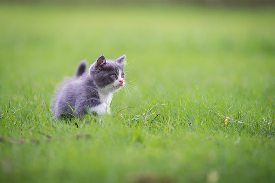 Cute kitten playing on the grass