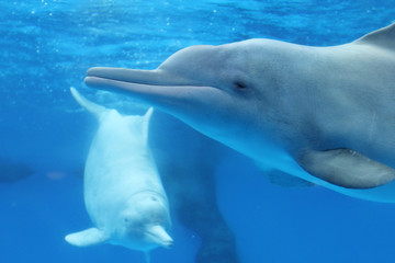 Naklejka premium lovely dolphin