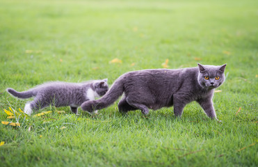 Cute kitten playing on the grass