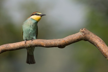 Giovane gruccione europeo (Merops apiaster)